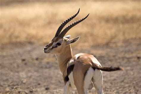 Thomson’s Gazelle Facts - Speed, Habitat, Diet & More