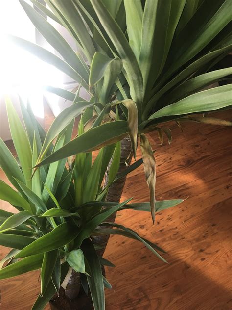 Yucca elephantipes - how to properly care for this plant. She seems a