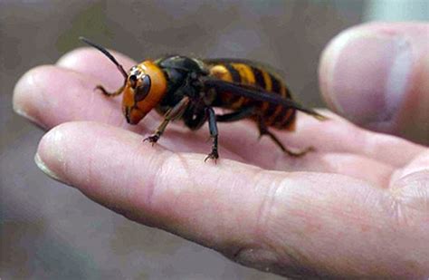 Killer Bees vs Japanese Giant Hornets - Battles - Comic Vine
