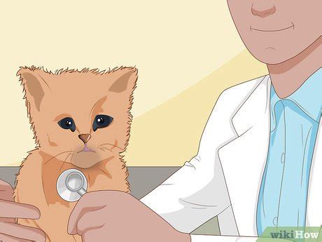 3 Ways to Catch a Stray Kitten - wikiHow