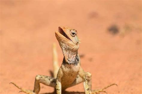 23 Different Types of Lizards in South Africa in 2024