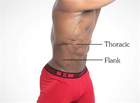 Thoracic muscle and flank muscle; male reference; anatomy reference; lateral side view; muscular ...