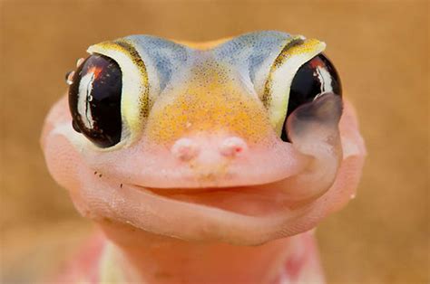 18 Adorably Cute Reptiles That Will Make You Go Awww