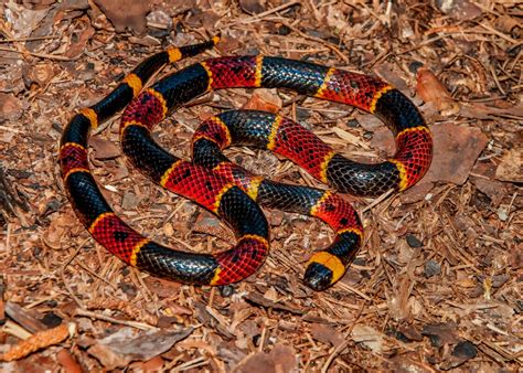 Herpetology: The Creeping Animals - Long Acres Ranch