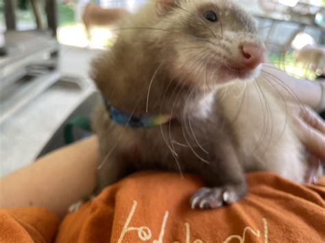 is it normal ferret not drinking at home 1