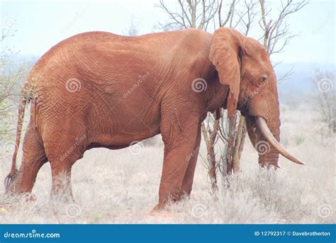 Pink elephant stock image. Image of elephant, dust, tusker - 12792317