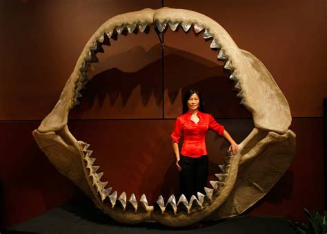 Como O Megalodon Foi Extinto - Como o megalodon foi extinto mesmo sendo o maior predador do mar que já ...