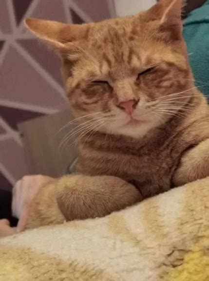 Подарявам мъжко коте | Спаси ме