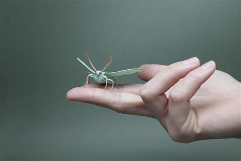 paper moth emerald moth faltmanufaktur tina kraus paper insects