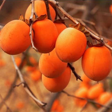 25 American Persimmon Tree Seeds Fruit Tree - Etsy