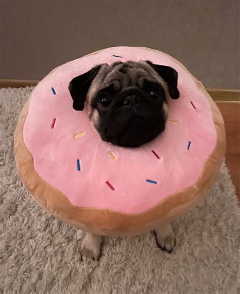 Мопсик