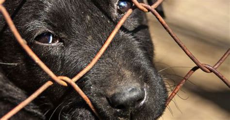 EDITORIAL: Time to stiffen animal cruelty laws