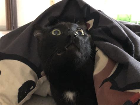 Hiding under the blanket while the roofers are being loud! : r/StartledCats