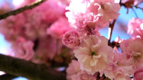 Kirschblüten – Randnotizen.org