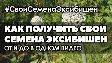 Как получить свои семена лука эксибишен от и до в одном видео. - YouTube