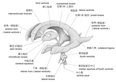 Visual Anatomy 視覚解剖学