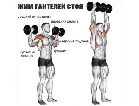 Топ-5 упражнений на плечи со штангой, чтобы накачать дельты