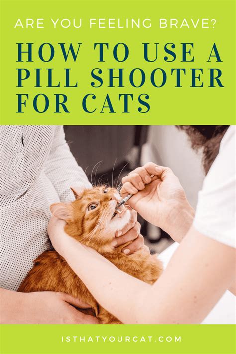 How To Use A Pill Shooter For Cats