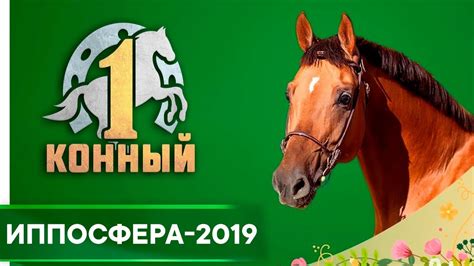 Иппосфера-2019 - YouTube