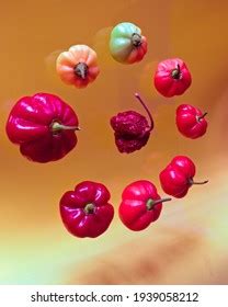 Habanero Pepper Fruits Several Maturation Stages Stock Photo 1939058212 ...