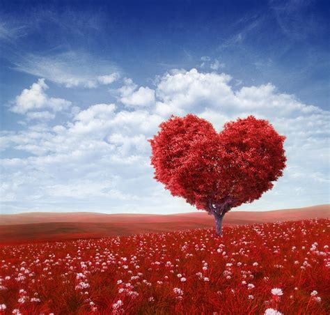 L'amour est le seul lien pour résoudre beaucoup de problème en nous et ...