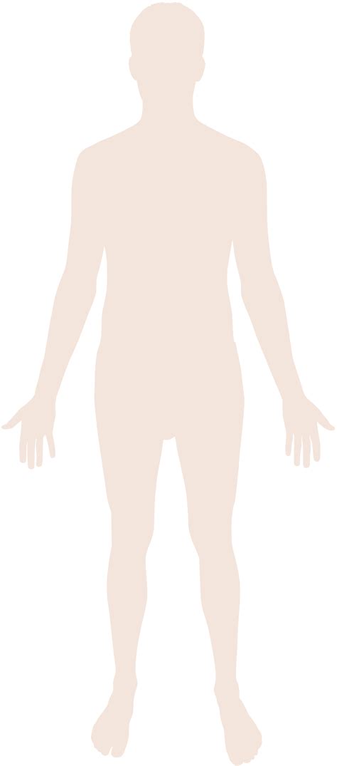 Human Body Vector at Vectorified.com 
