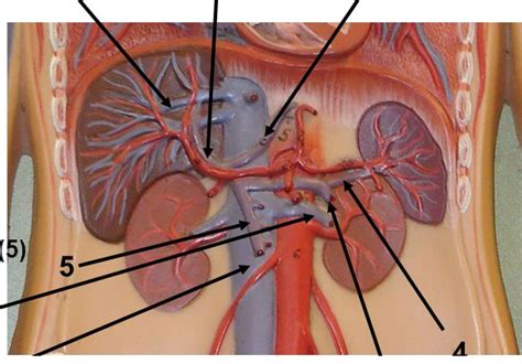 Hepatic Diagram | Quizlet