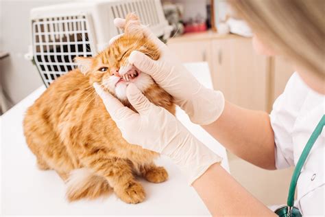 Periodontal disease in cats: Current best practices for diagnosis