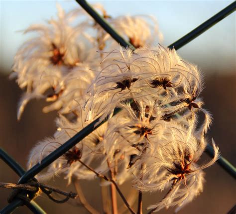 Clematis Winter Care | Plant Addicts