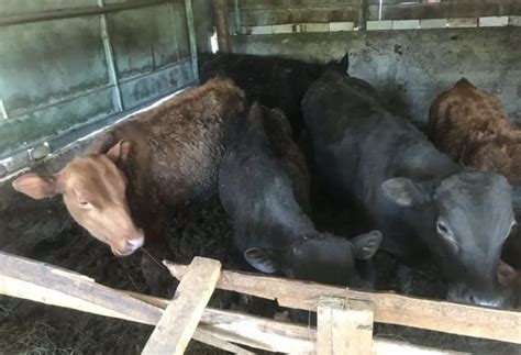 Бычки Абердин Ангус живой вес. На любой возраст — Agro-Kazakhstan