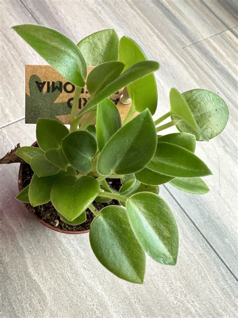 My new lil cutie pie! : r/peperomia