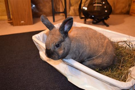 how do you rabbit sick cheap 6