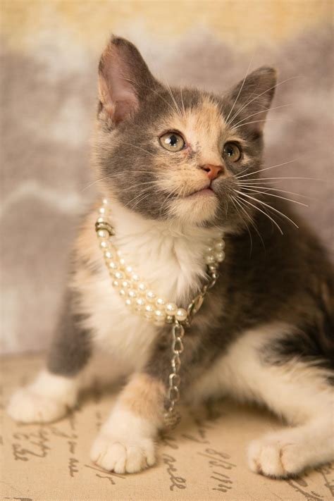Lilith – Whiskers TNR of Warren County