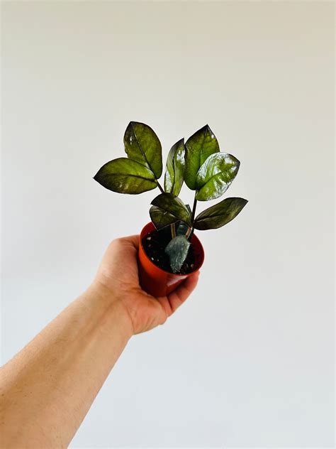 ZZ 'Oscura' - New Black ZZ Cultivar - 3" Pot – Brumley & Bloom