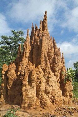 21 Termite mounds ideas | termites, termite control, mounds