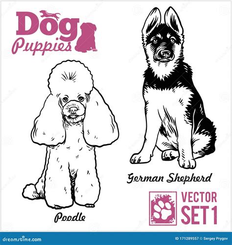 Poodle and German Shepherd - Dog Puppies. Vector Set Stock Vector