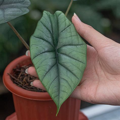 Alocasia Bisma — Aroidasia