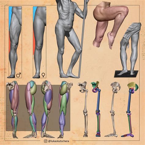 ArtStation - Leg Anatomy Studies | Leg anatomy, Human anatomy drawing