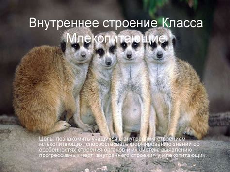 Внутреннее строение млекопитающих - презентация онлайн