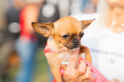 440+ Funny Chiwawa Stock Photos, Pictures & Royalty-Free Images - iStock