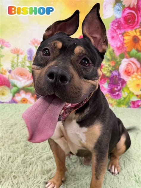 Pets of the week: Bishop is a sweet little hippo. Shauna needs a cozy