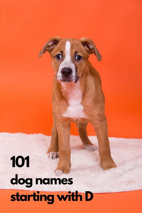 101 Dog Names Starting with D - The Dog Names Collection