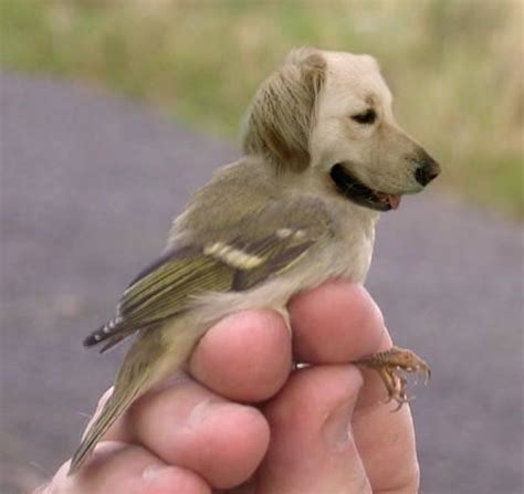Cute Mutated Animals