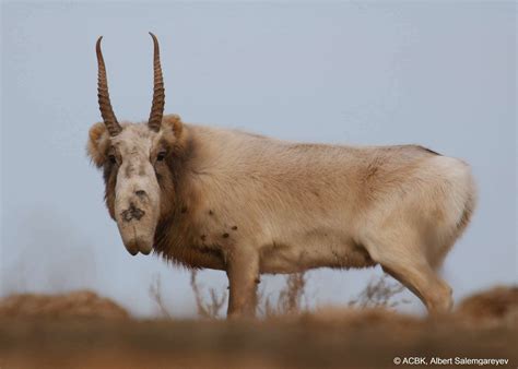 The mating season for the saigas is in full swing. This animal got his ...