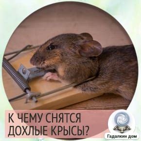 Сонник: дохлые крысы