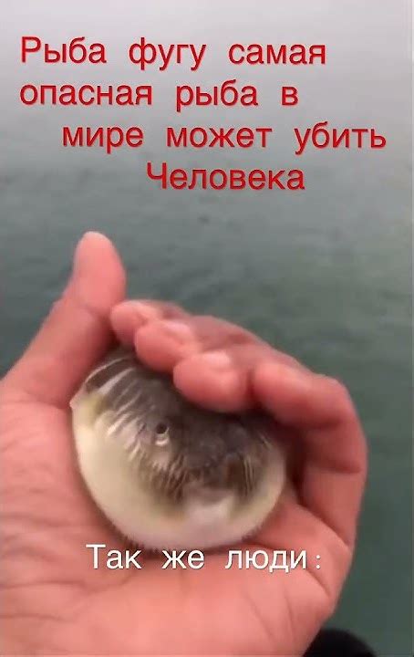 Рыба фугу самая опасная рыба в мире может убить человека . Так же люди ...