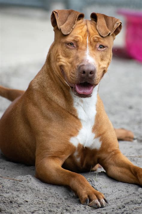 Why are There so Many Pit Bulls and Chihuahuas in Shelters? - Rescue
