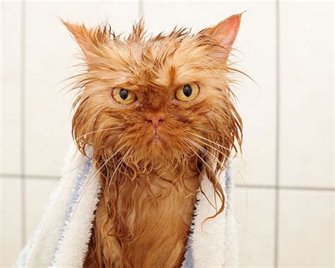 Смешен като мокра котка • Албуми • Галерия • Радио Fresh!