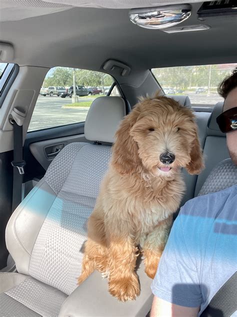 Universe goldendoodle - Past Litters