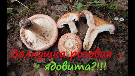 Волнушка розовая - ядовита ?!!! - YouTube